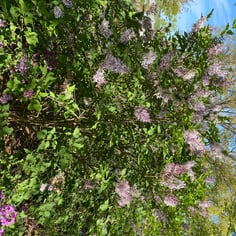 Downy Lilac 3