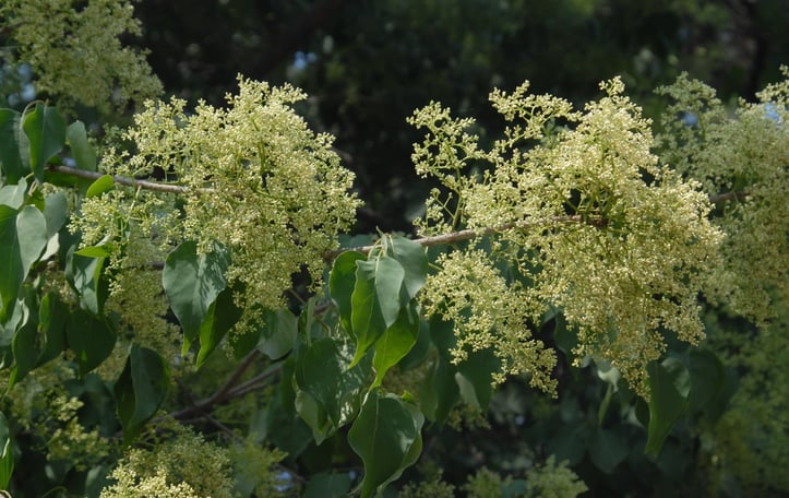 Chinese Tree Lilac