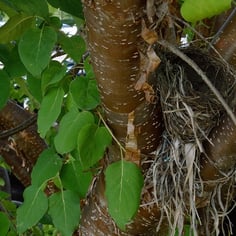 Chinese Tree Lilac 3