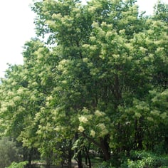 Chinese Tree Lilac 2
