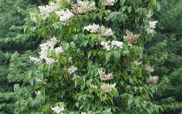 Giant Tree Lilac