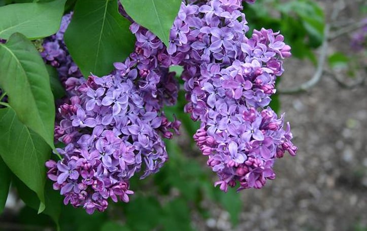 Common Lilac