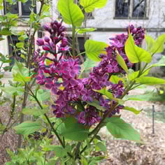 Common Lilac 4