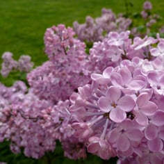 Early Flowering Lilac 3