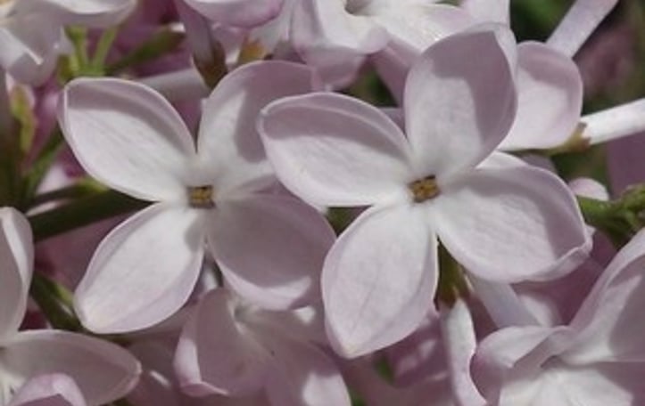 Early Flowering Lilac