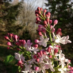 Early Flowering Lilac 2
