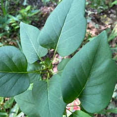 Early Flowering Lilac 4
