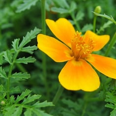 Lemon Marigold 2