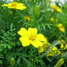 Lemon Marigold 3