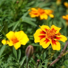 Lemon Marigold 4