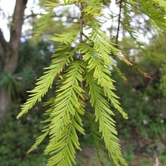 Baldcypress 4