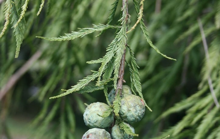 Baldcypress