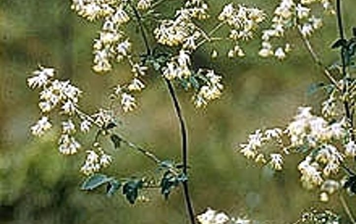 Skunk Meadowrue