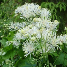 Columbine Meadowrue 3