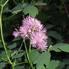 Columbine Meadowrue 4