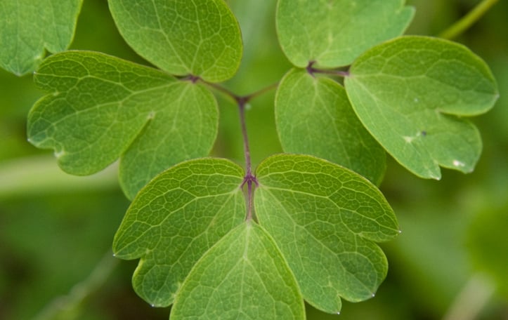 Columbine Meadowrue