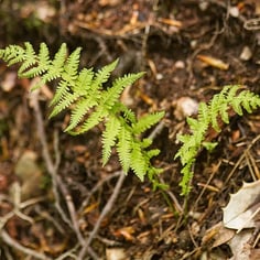 New York Fern 2