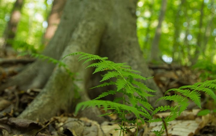 New York Fern