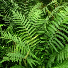 New York Fern 4