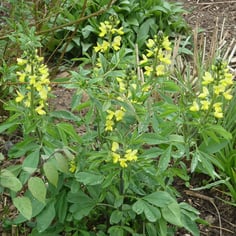 Blue Ridge Golden-banner 3