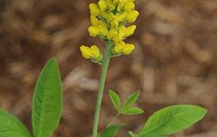 Blue Ridge Golden-banner