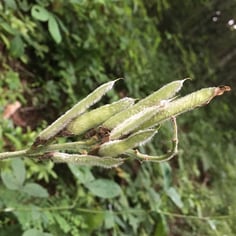 Blue Ridge Golden-banner 2