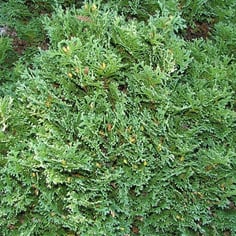 Hetz Midget Arborvitae 3