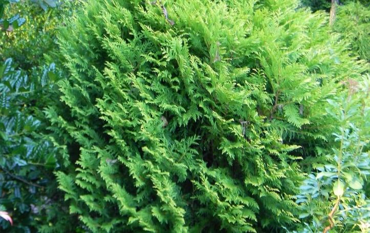 Hetz Midget Arborvitae