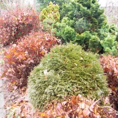 Hetz Midget Arborvitae 2