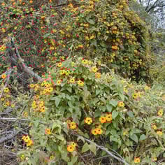 Black-eyed Susan Vine 2