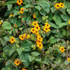 Black-eyed Susan Vine 3