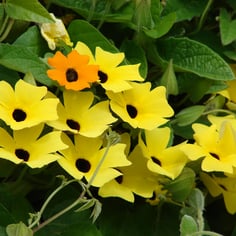 Black-eyed Susan Vine 4