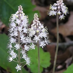 False Miterwort 2