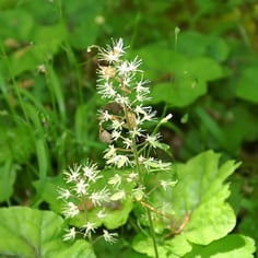 False Miterwort 4