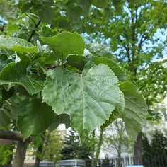 European White Lime 4