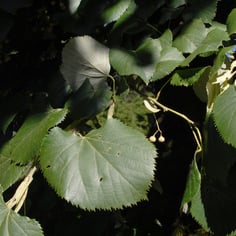 European White Lime 2