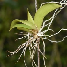 Dancing Lady Orchid 2