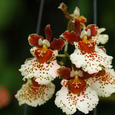 Dancing Lady Orchid 4