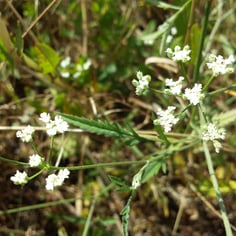 Common Hedge Parsely 4