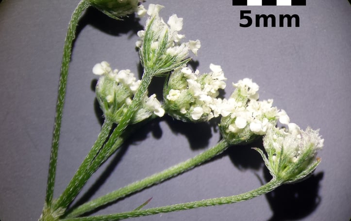 Common Hedge Parsely