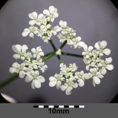 Common Hedge Parsely 2