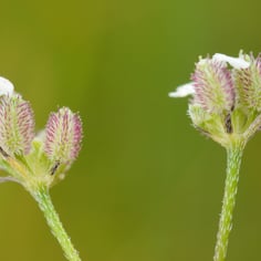 Common Hedge Parsely 3