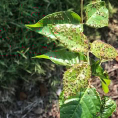Eastern Poison Ivy 3