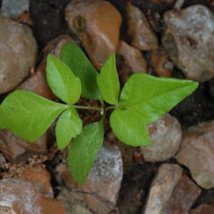 Eastern Poison Ivy 4