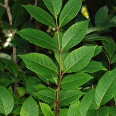 Poison Sumac 3