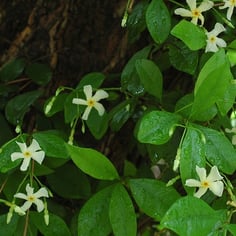 Asian Star Jasmine 3