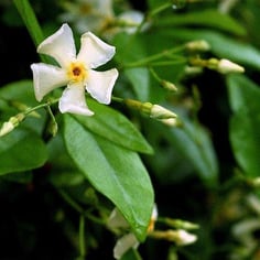 Asian Star Jasmine 4
