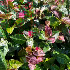 Asian Star Jasmine 2