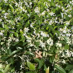 Confederate Jasmine 3