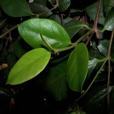 Confederate Jasmine 2